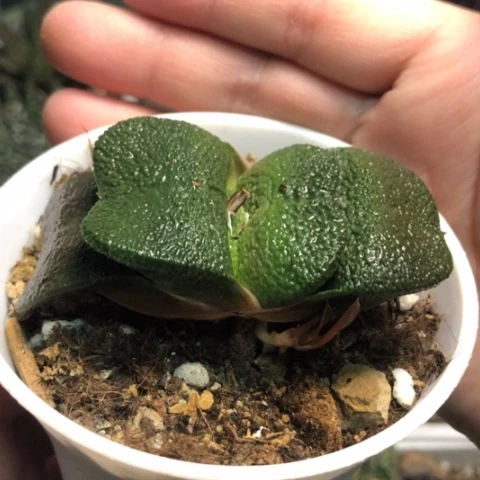 军配蜗牛带盆发货哈哈哈哈