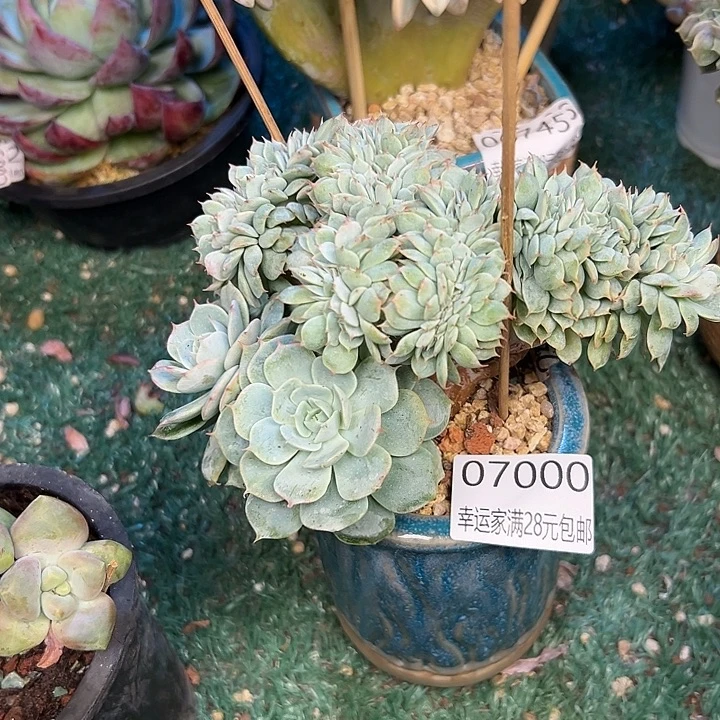 紫***瑰幸运的是我还没遇到过这么