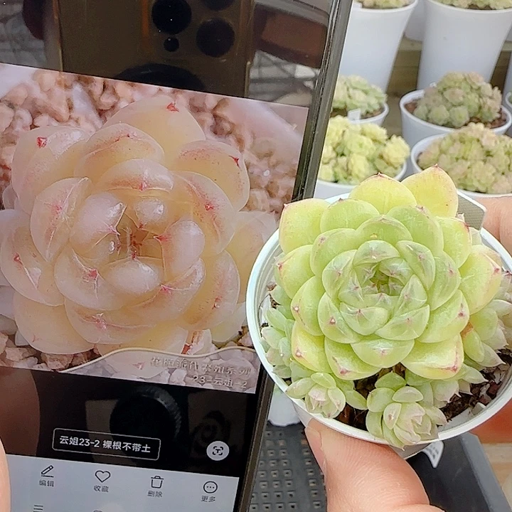 1117-118（云姐23-2）