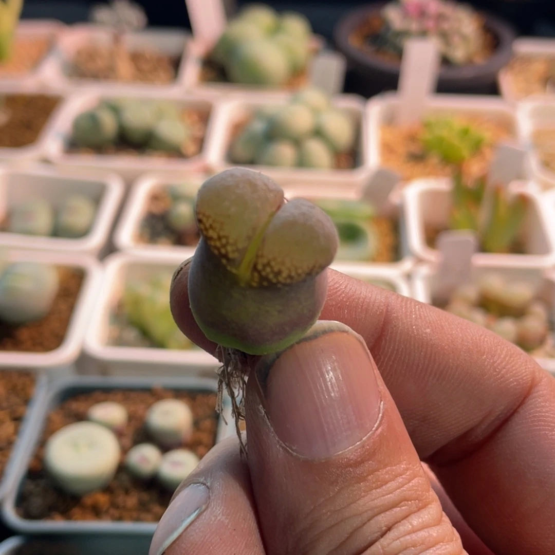 气泡窗单头大肚子风铃植物一物一拍
