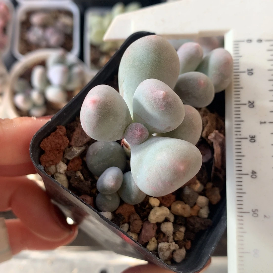 米可奶3头米可奶哦哦