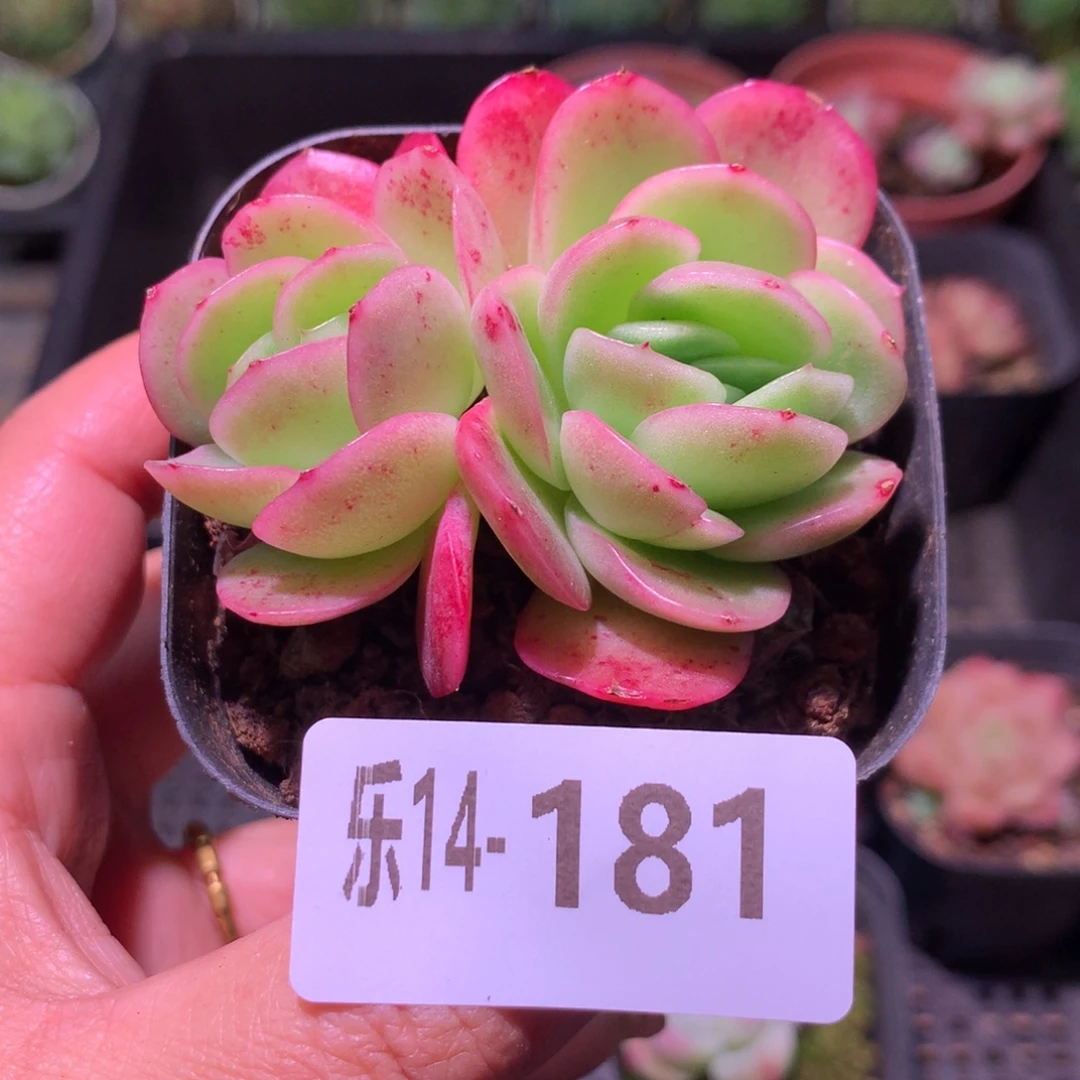 乐然14-181 冰玫瑰