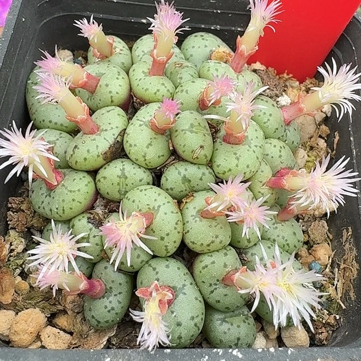 密密麻麻密密麻麻6006
