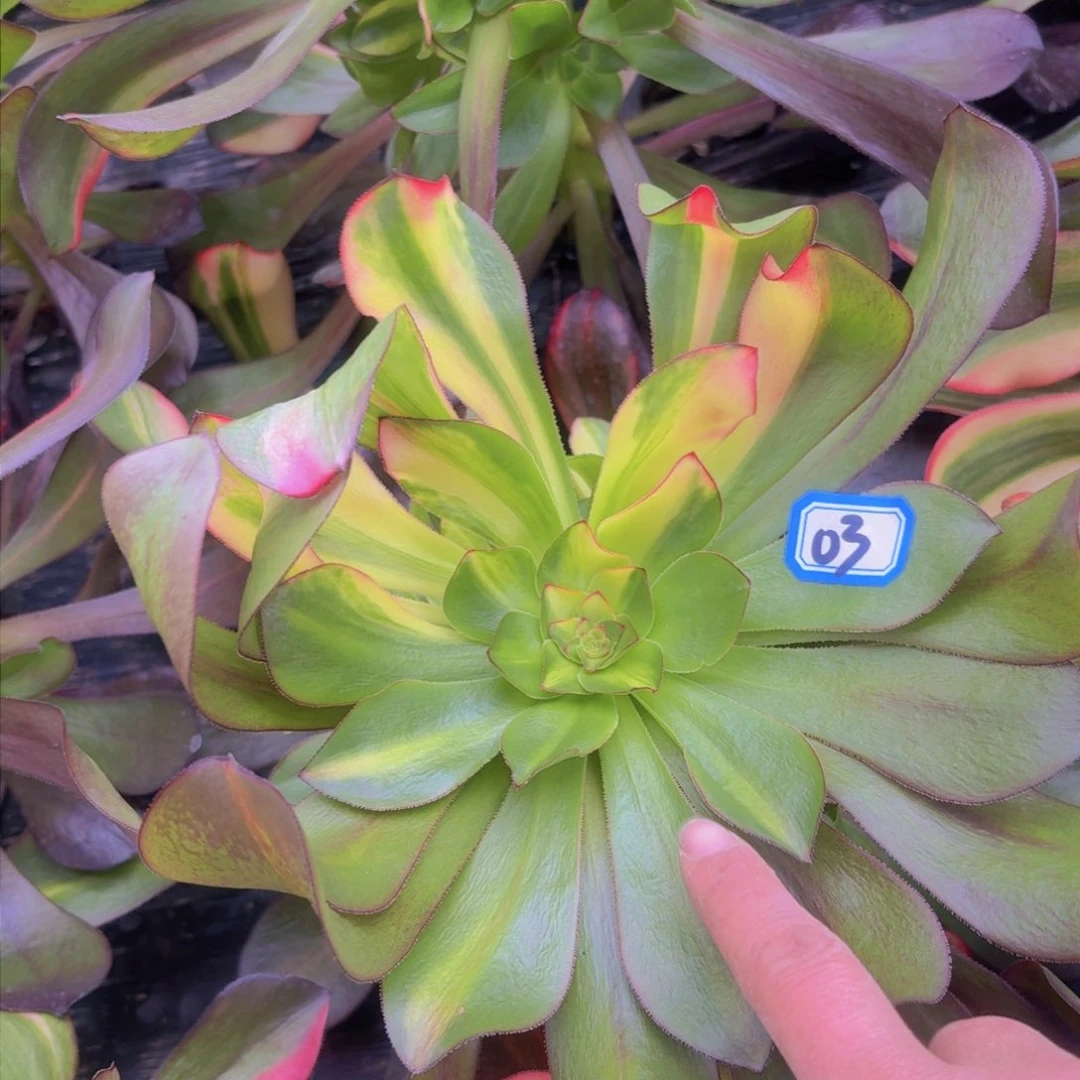 巫毒七彩83法师多肉