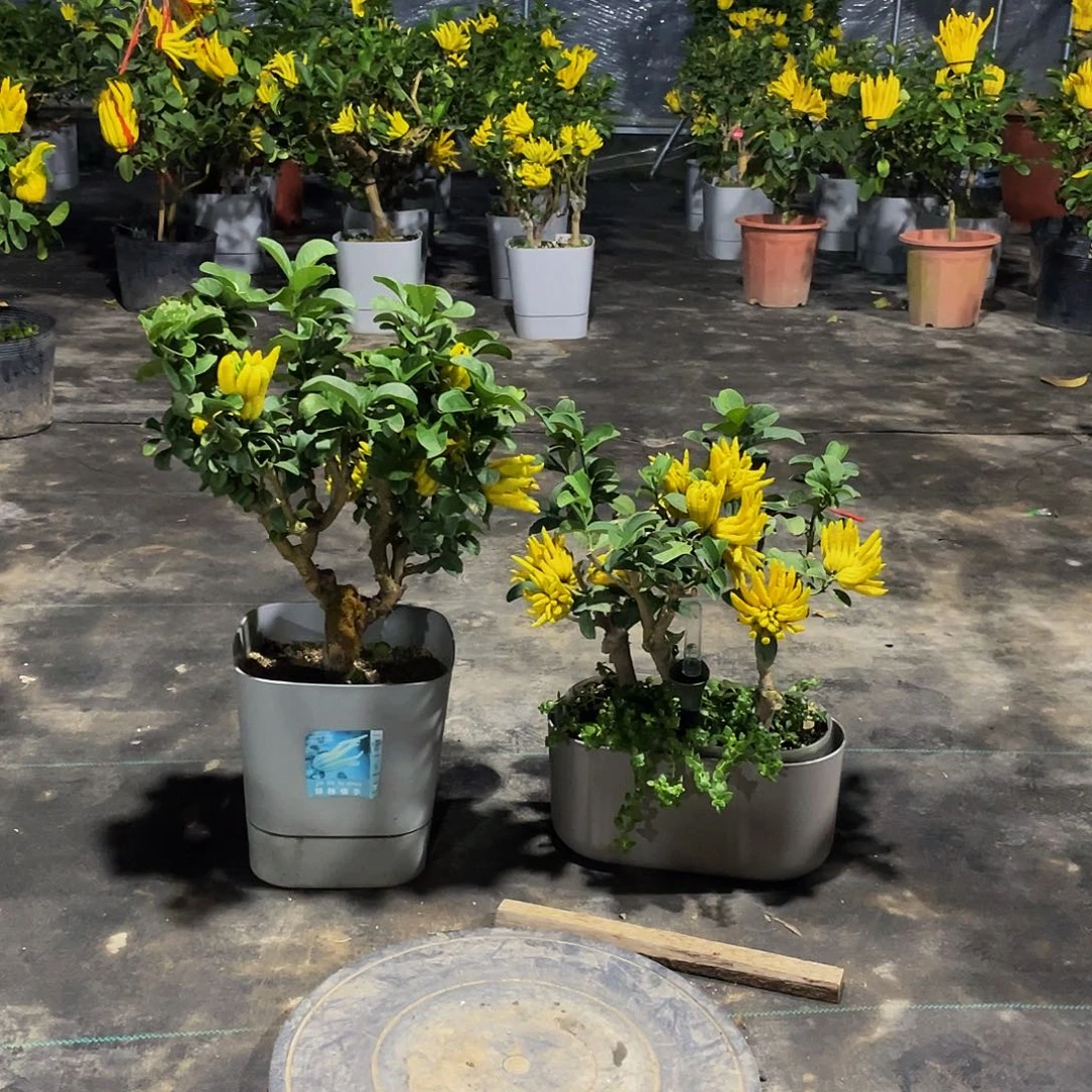 少量花朵（建议范围：2朵-5朵 或40%以下）金华佛手千指佛手