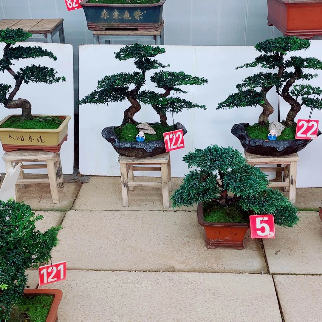 无花朵罗汉松盆景艺术的