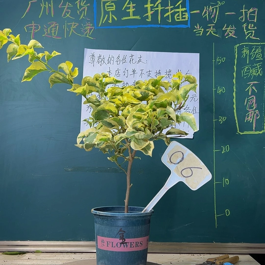当前无花栽培后可以开花金边黄 06