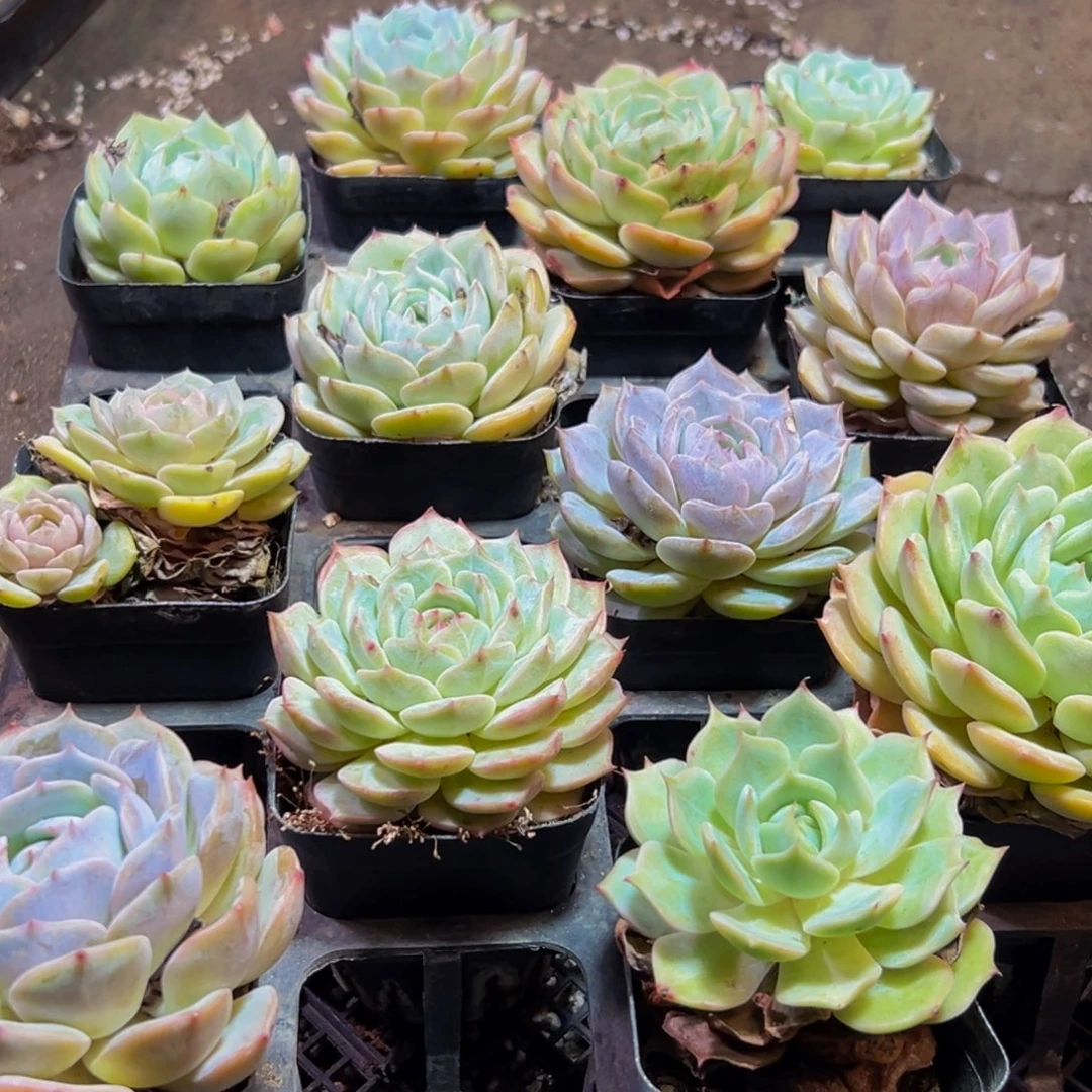 342多肉葡萄的价格是什么意思