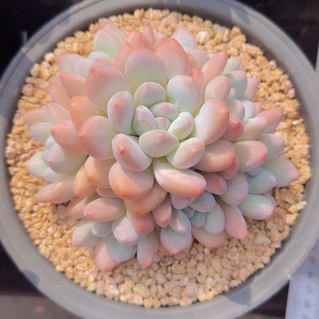 香水捧花多肉一物一拍