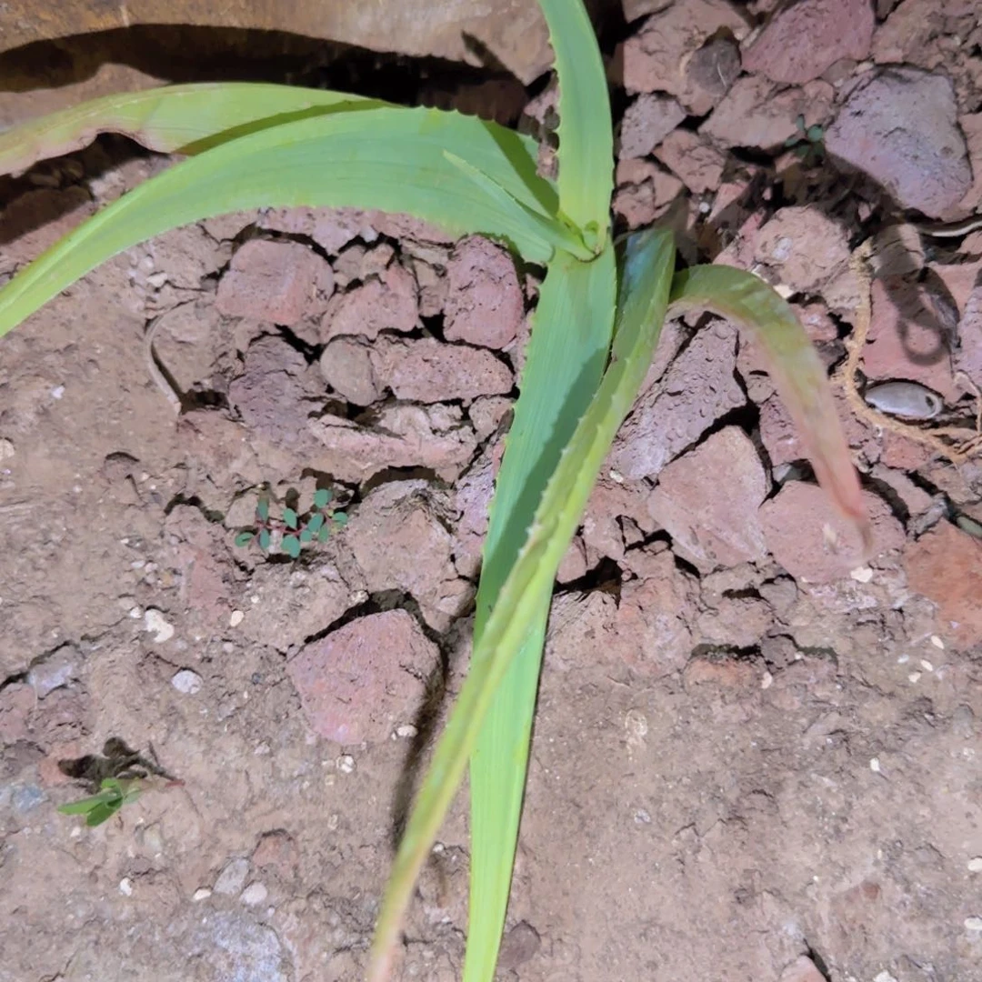 小***嘛块根植物块根植物