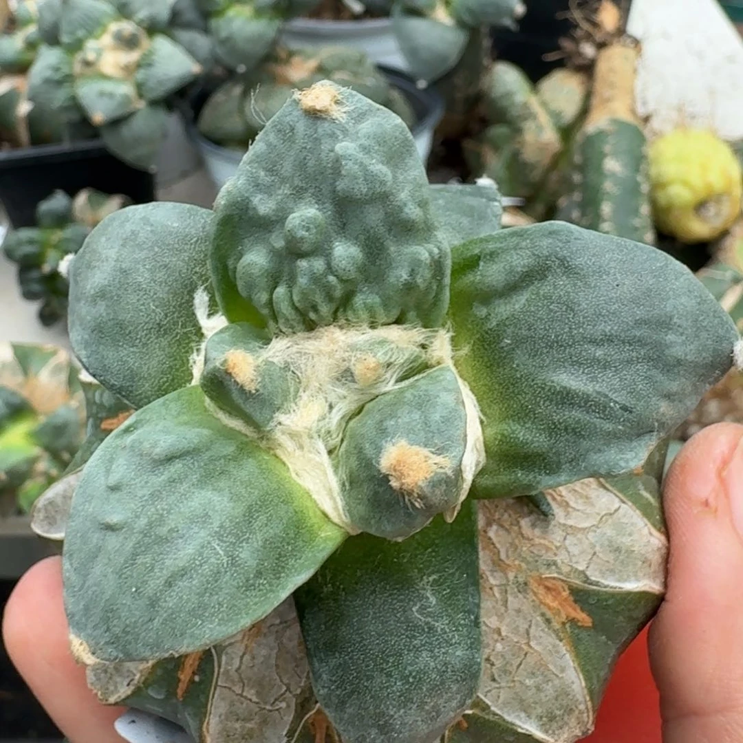 【闪购商品】无花朵刀*怒涛840