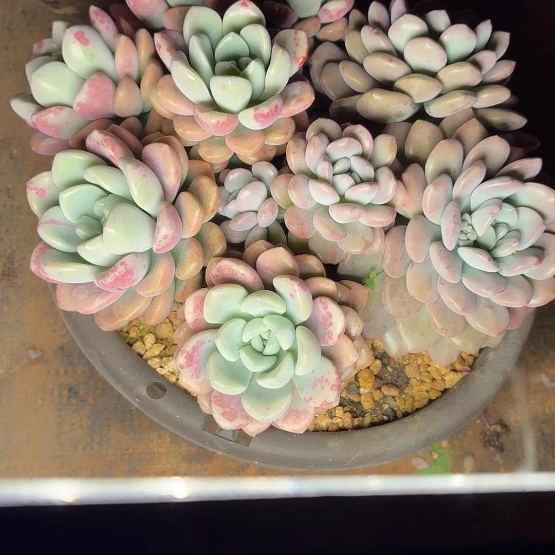 多肉植物花斑露大群