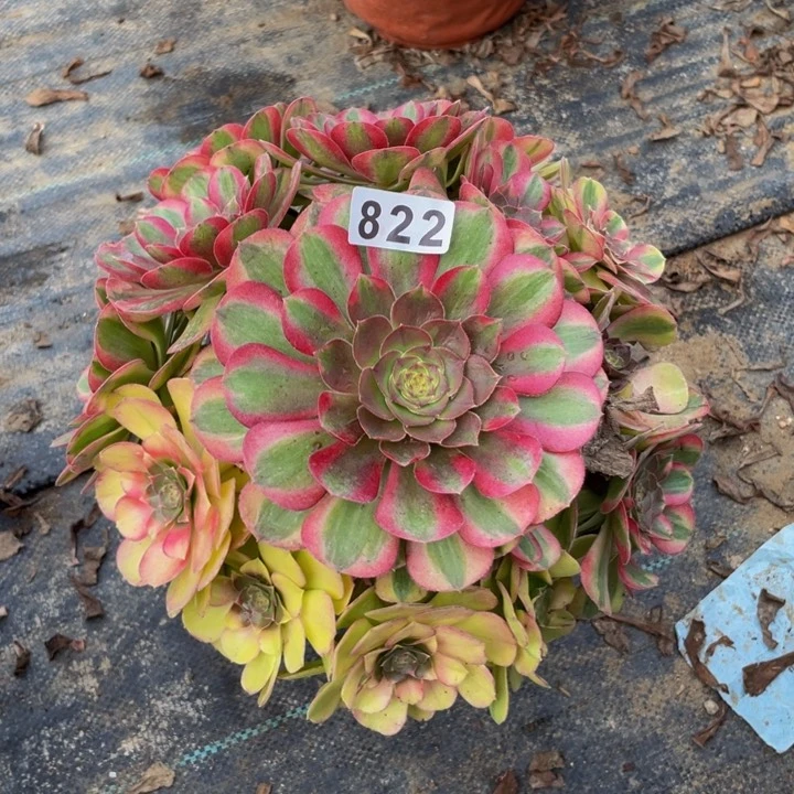 822老庄多肉法师雨荷