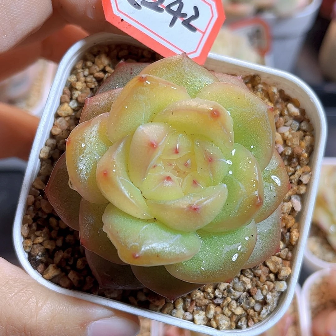 K242  母本遥遥 满18包邮