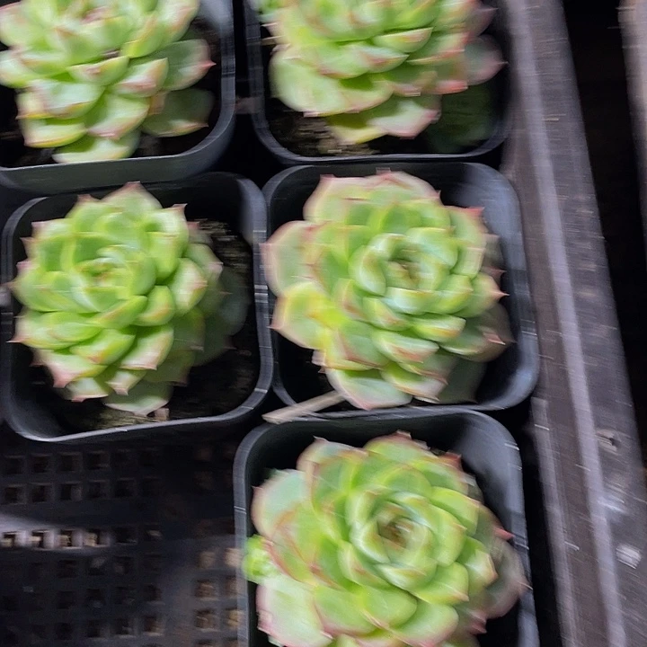 女王珍妮带盆土发