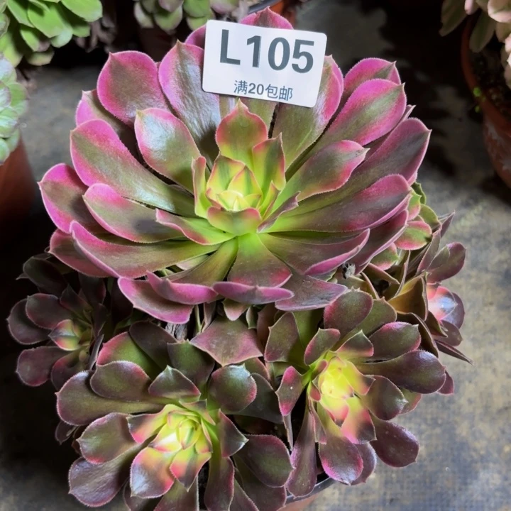 瑞妈多肉植物105.