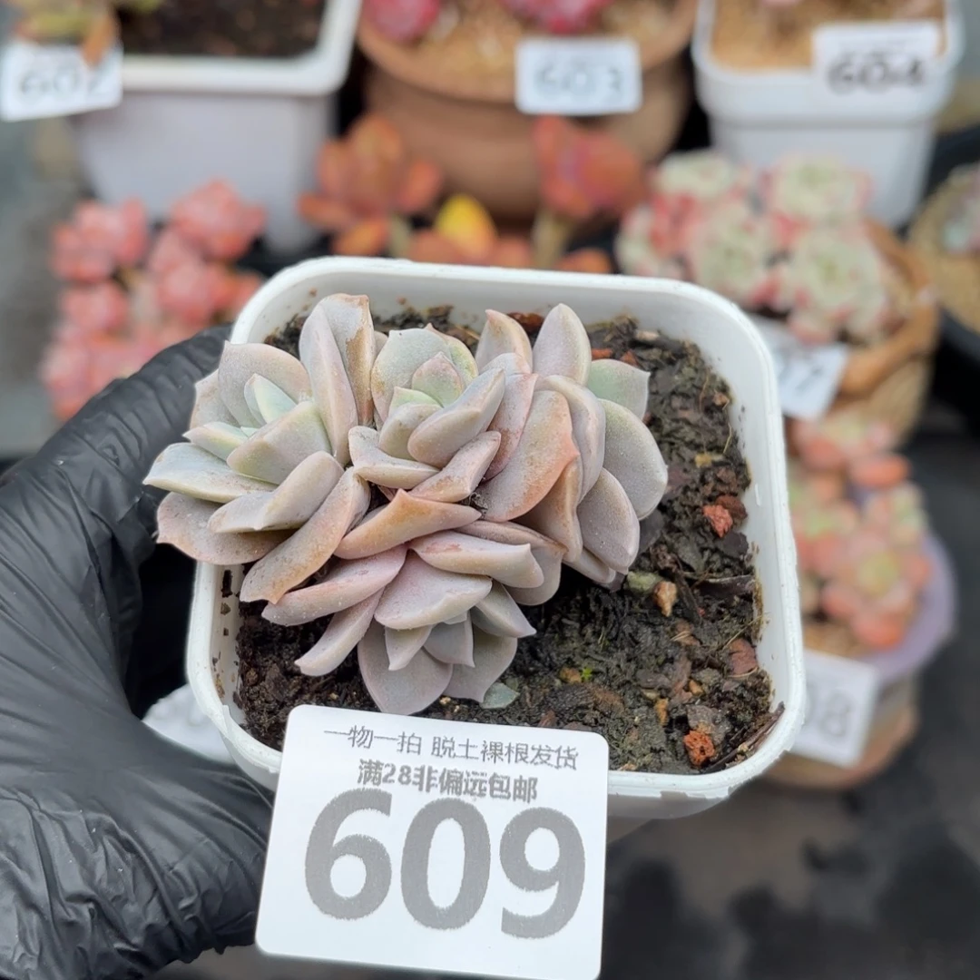 可爱玫瑰无盆土发货