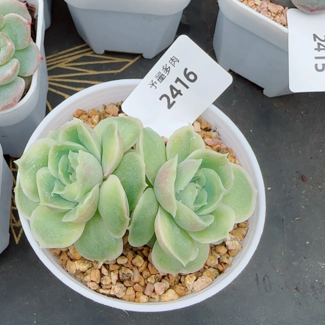水晶虾饺，2416多肉植物