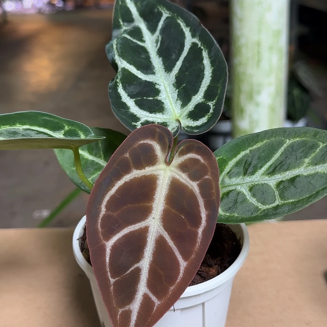 完全开放D210花烛一物一拍