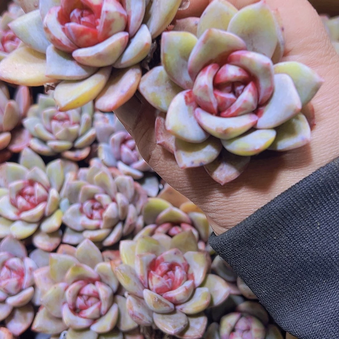 72孔德国香槟2个19包邮