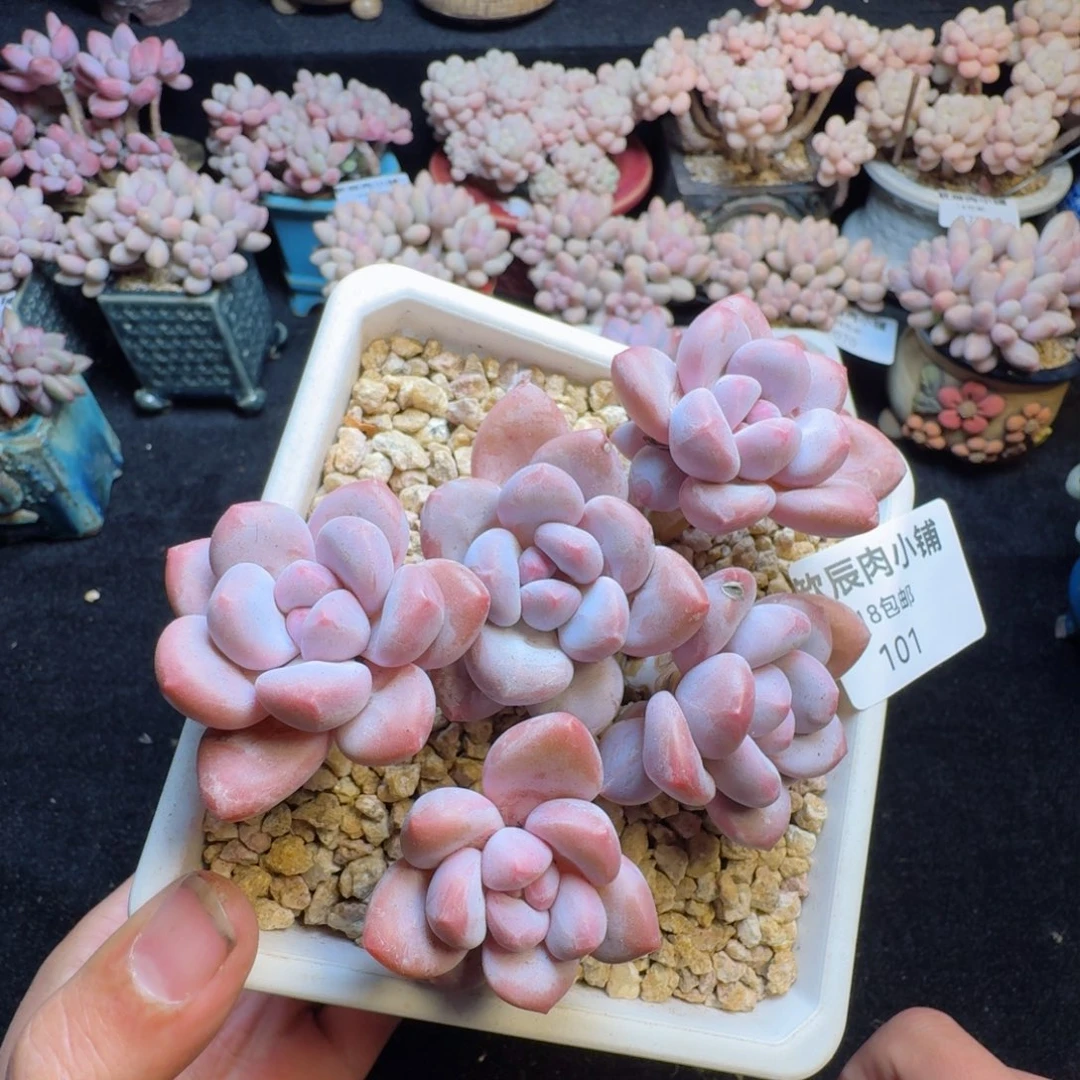 多肉植物  101  香水