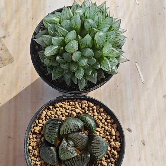 两颗多肉植物原盆土