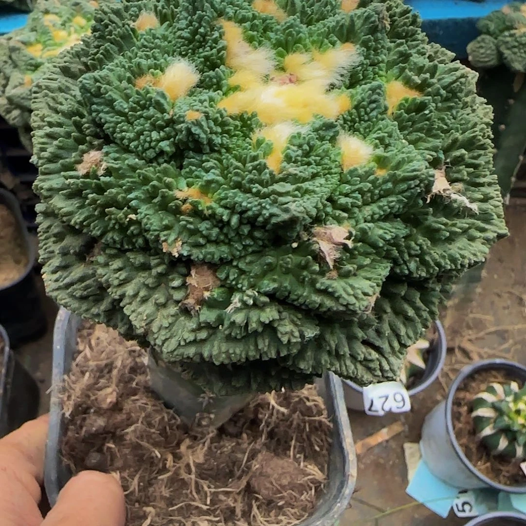 大牡丹590仙人球开花