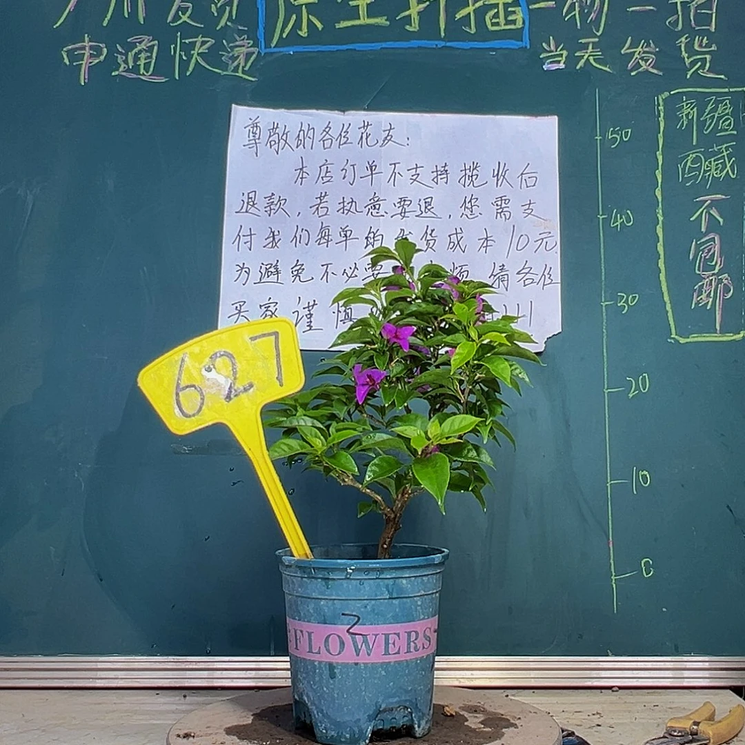 当前无花栽培后可以开花 紫狐狸  627