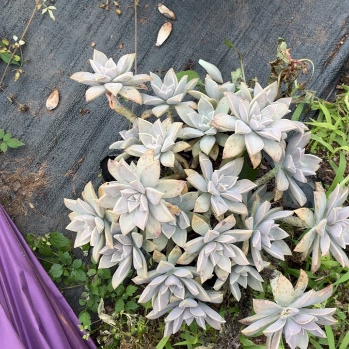 多肉植物。。。。。。。。。。。。。。。。。。