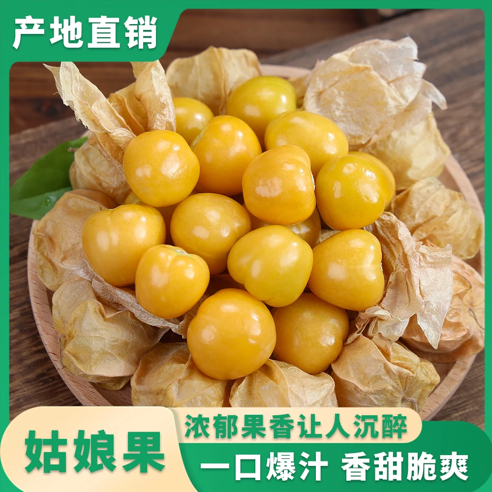 正宗大号东北黄菇娘果灯笼果新鲜现摘现发特超甜皮薄水果顺丰包邮
