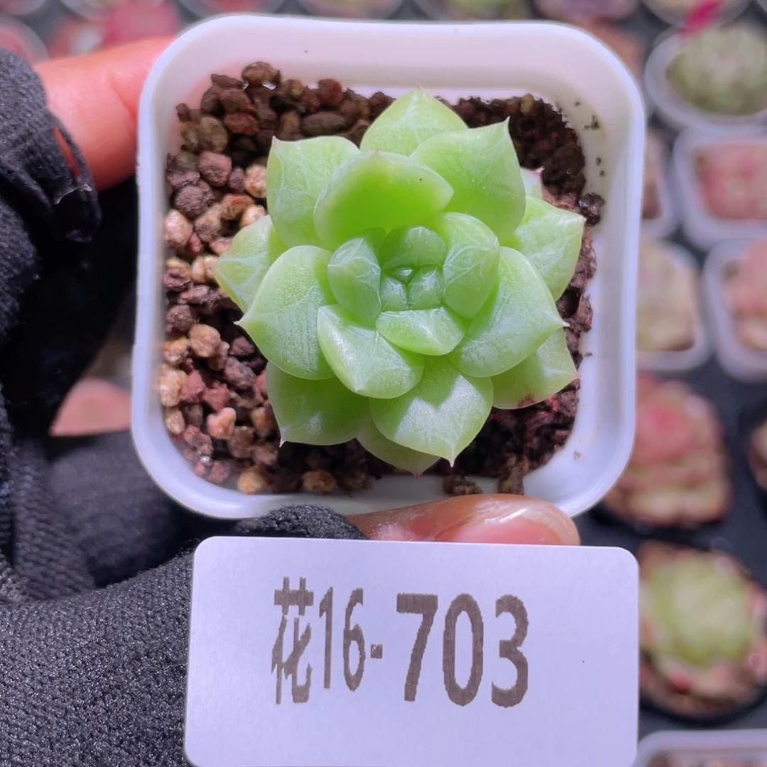花利美16-703新品