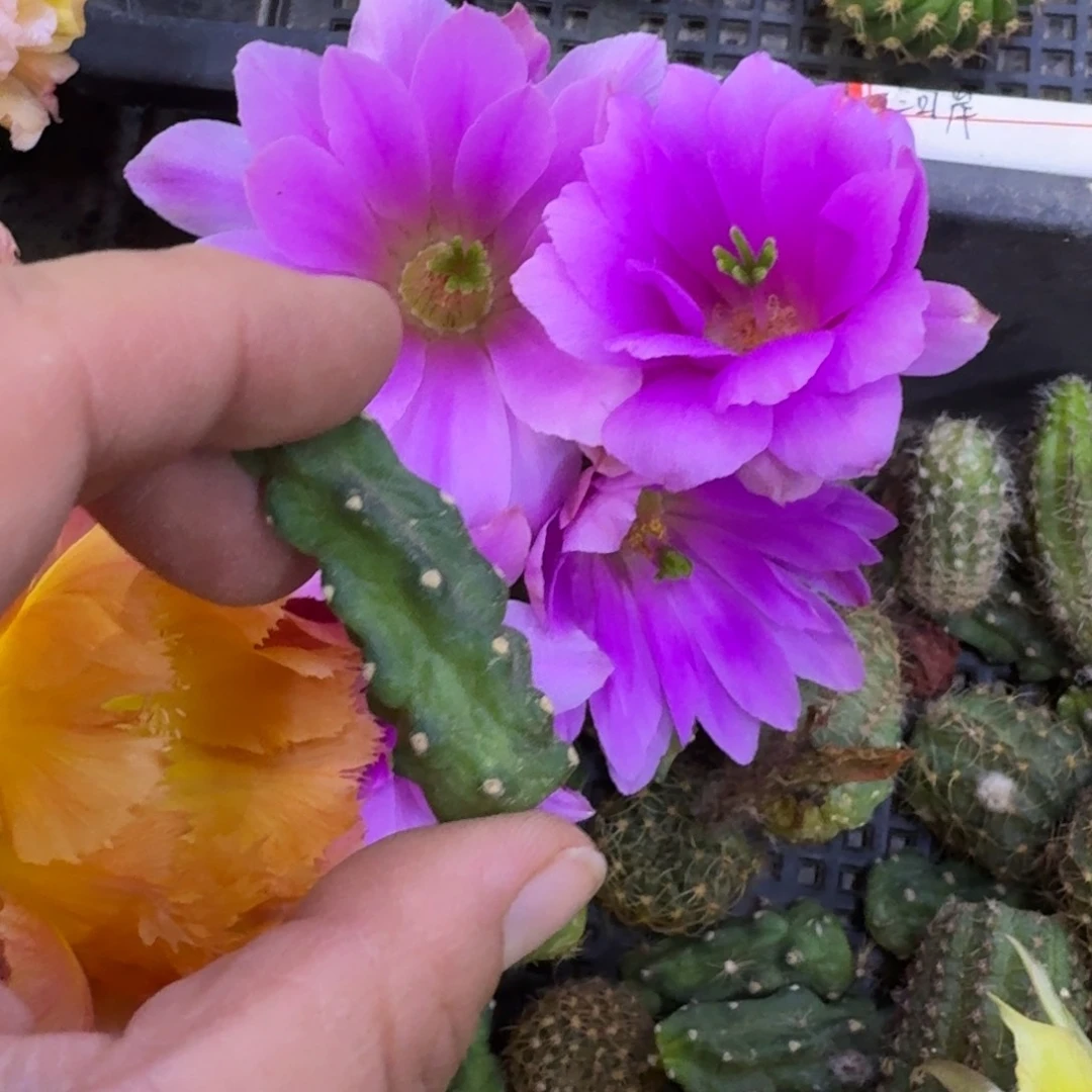 319粉水仙2个无根侧牙软，20包邮