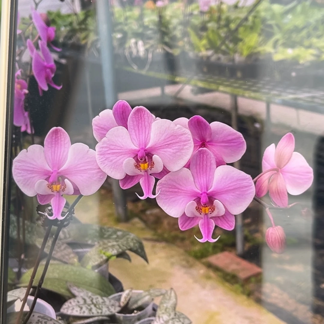 无花朵3.5寸银叶脉纹分生苗