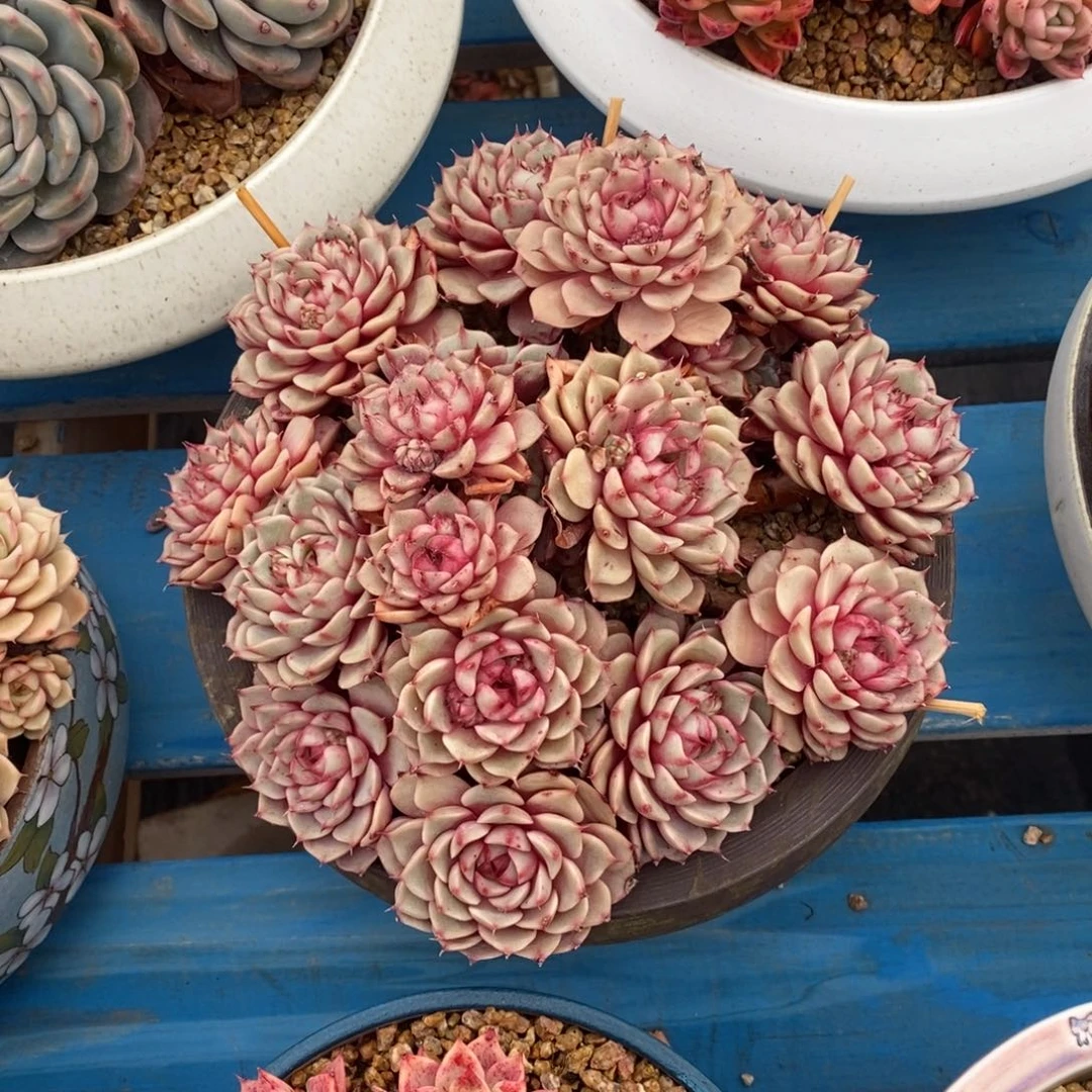 寄养多肉植物一物一拍