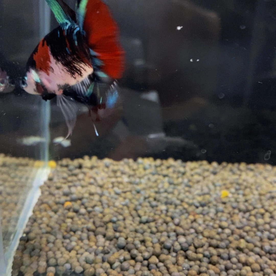 苏***瀛斗鱼470巨斗111111