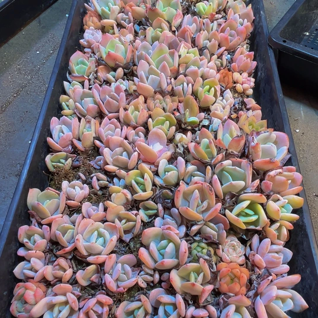 416多肉植物的生长发育