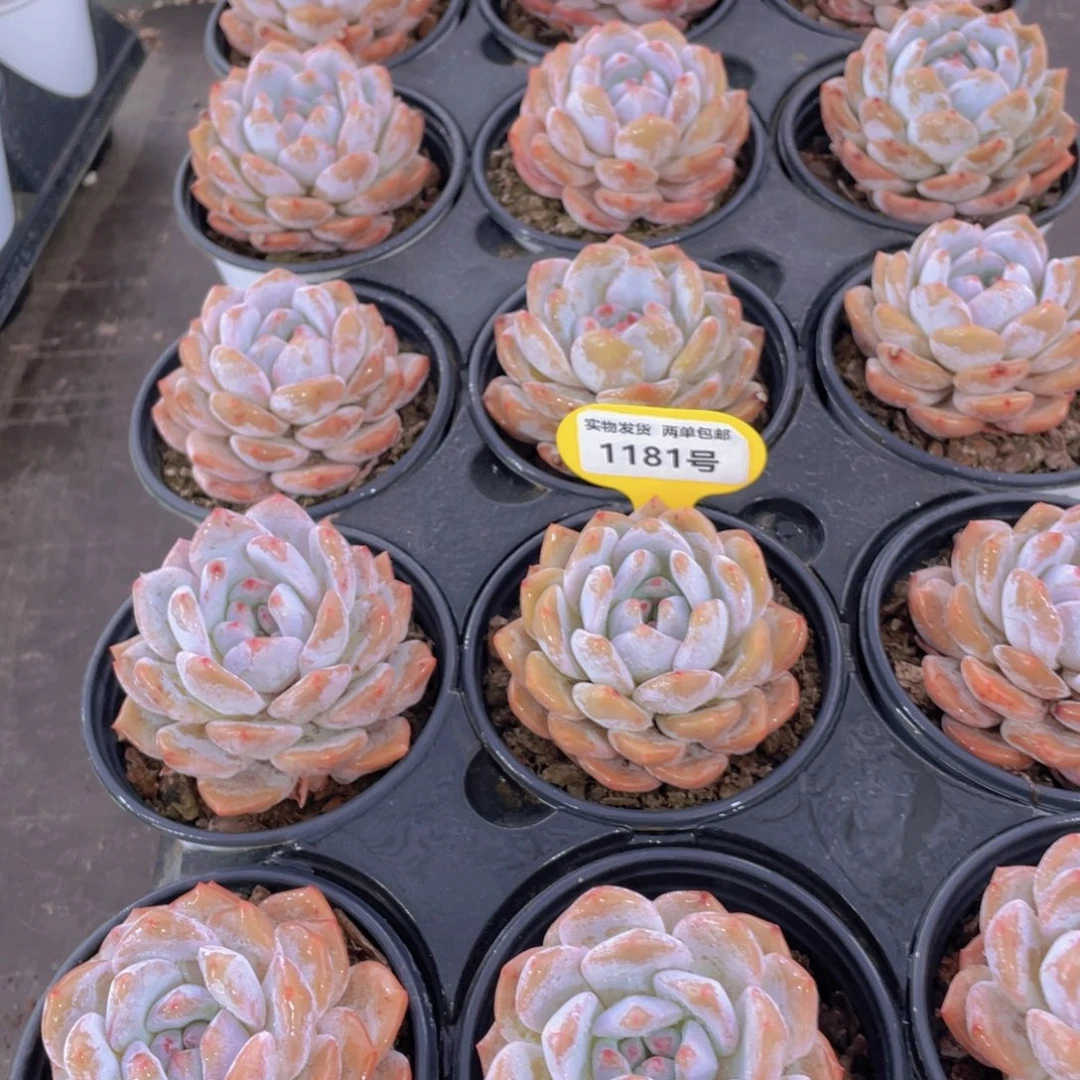 1181号 下播福利精品仙女橙单头三个