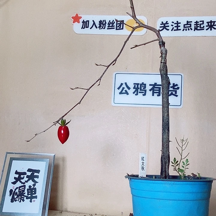 南***创无花朵哈哈哈哈哈哈哈哈