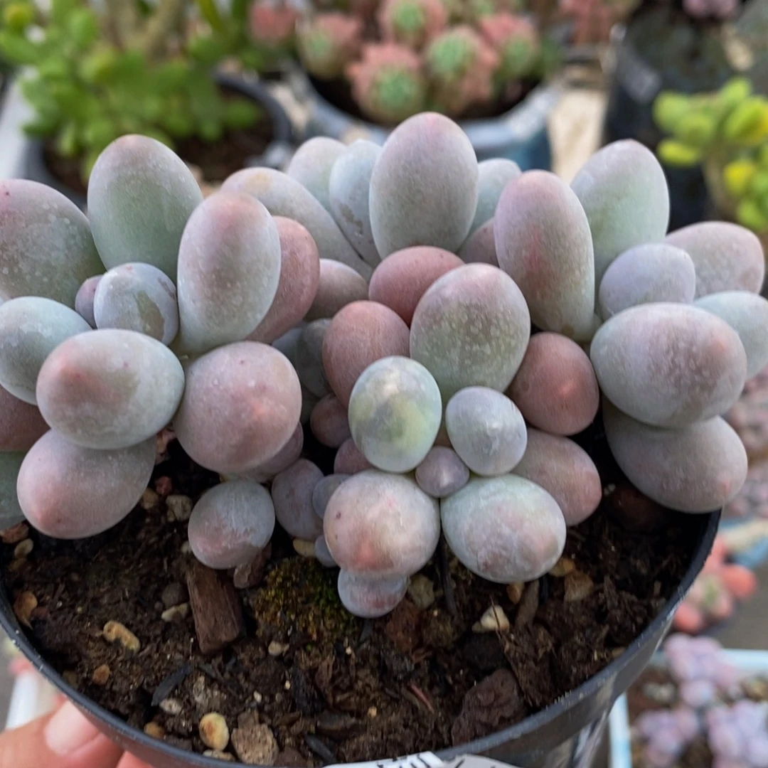 776汤圆奶酪10cm多肉