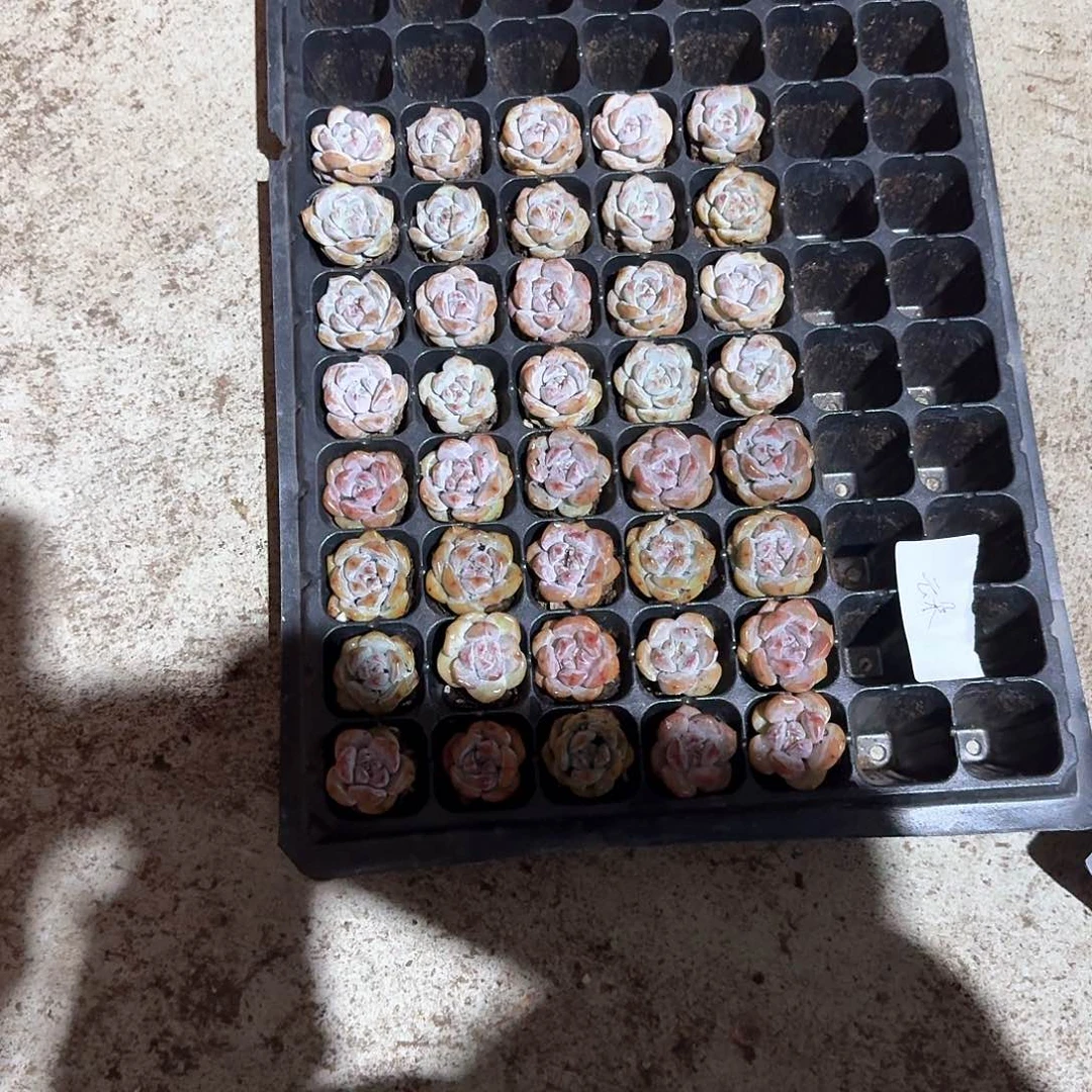 云朵一物一拍专拍
