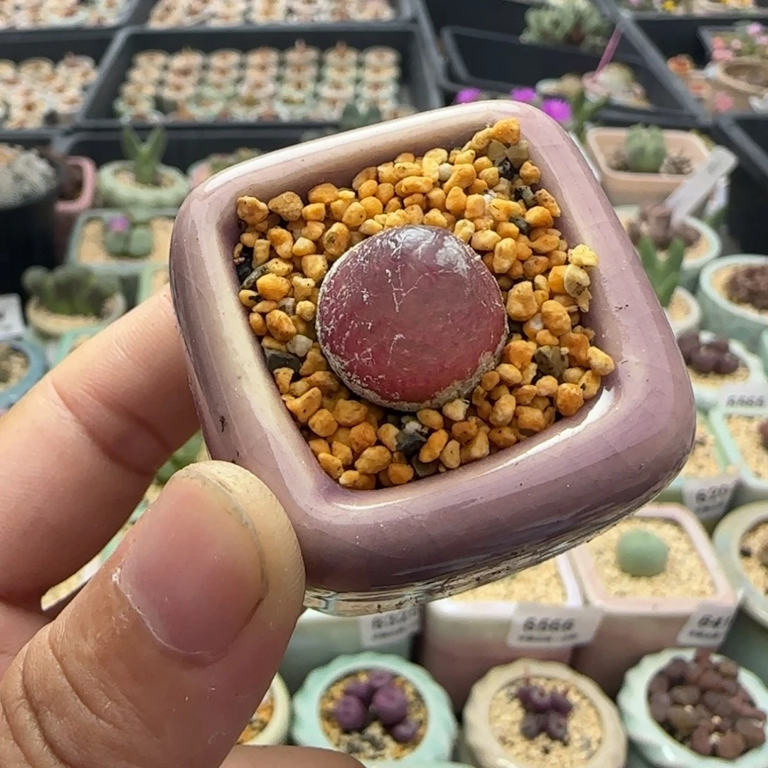 6754 -一物一拍 带盆