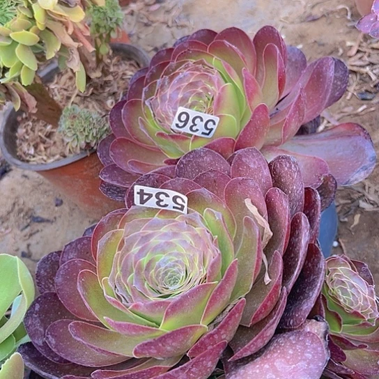 M***怕多肉植物两个法师
