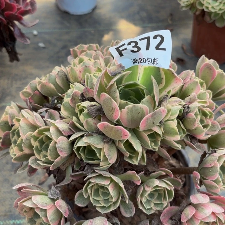 瑞妈多肉植物，372七彩