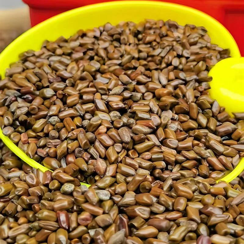 决明子茶 1000g*一袋