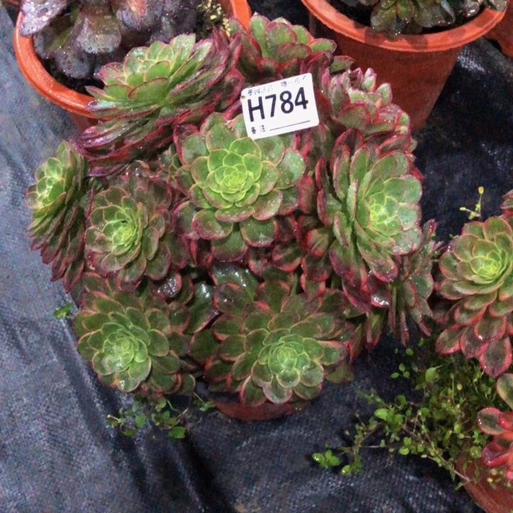 万黄金多肉7840000000000