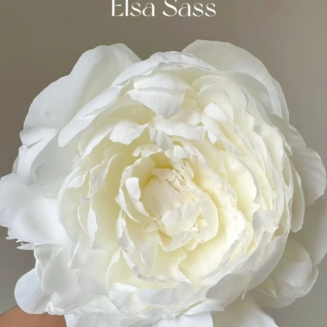 【思芹花卉|艾尔萨斯芍药（花苞4.0cm+）】北京彼由尼芍药，顺丰包邮