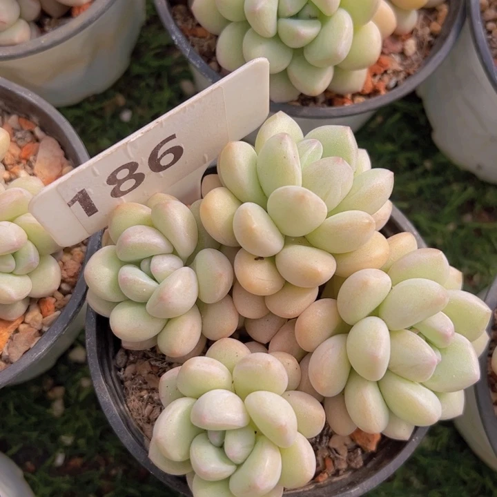 健健康康平平安安