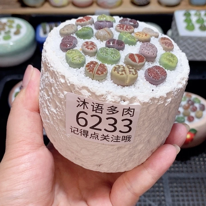带盆土发货 精美盆栽6233