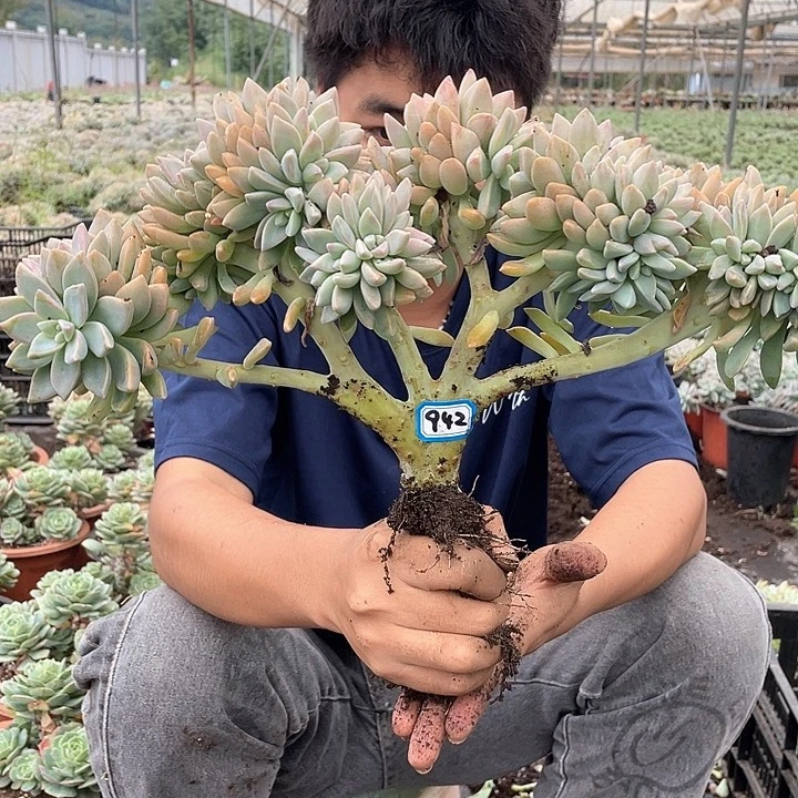 942 一物一拍淡雪缀