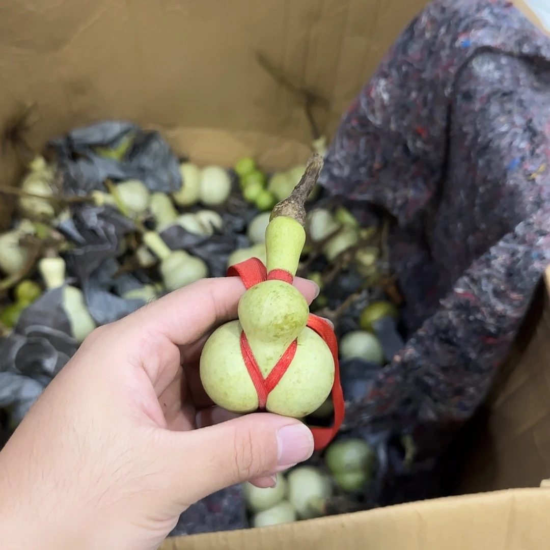 c***B葫芦青皮不保成 提前看好